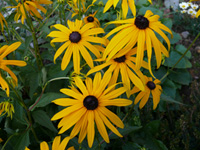 Rudbeckia f. Goldsturm.jpg_sjpg